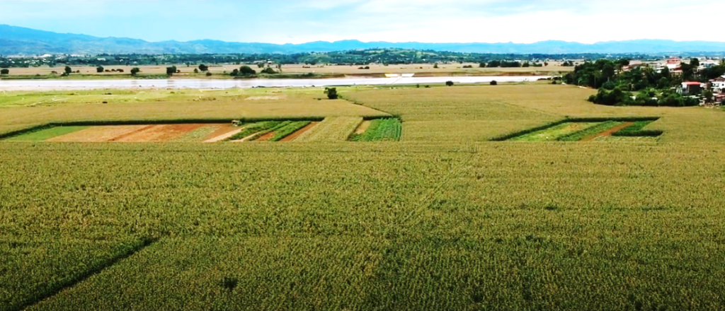 Ilagan Agriculture – The Corn Capital of the Philippines